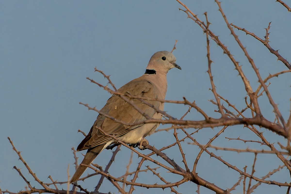 Tourterelle du Cap - ML649840207