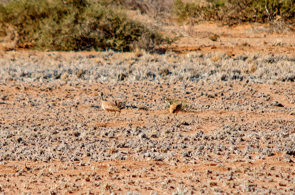 Rüppell's Bustard - ML649840297