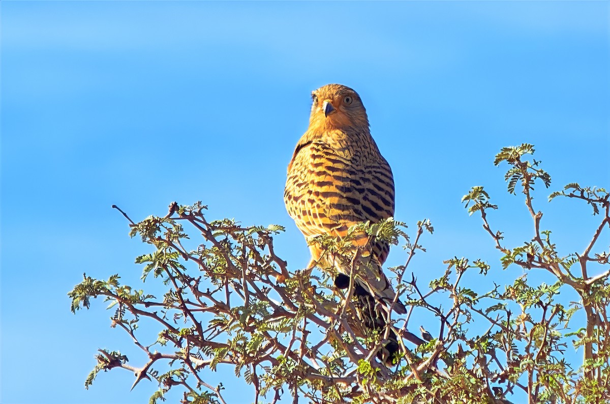 Greater Kestrel - ML649840304