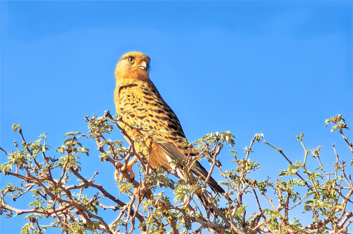 Greater Kestrel - ML649840305