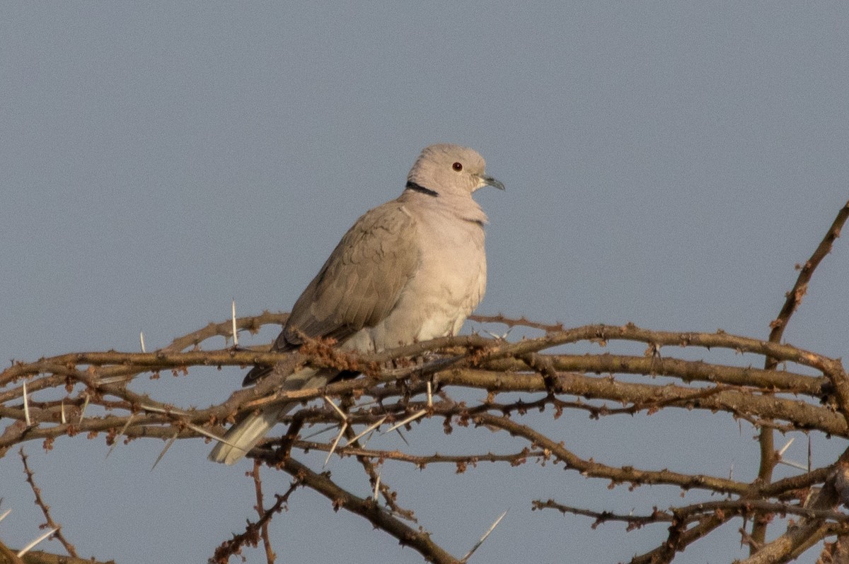 Tourterelle rieuse - ML649840316