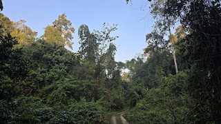 Dihing Patkai NP--Soraipung (Core area), Tinsukia, Assam, India - eBird ...