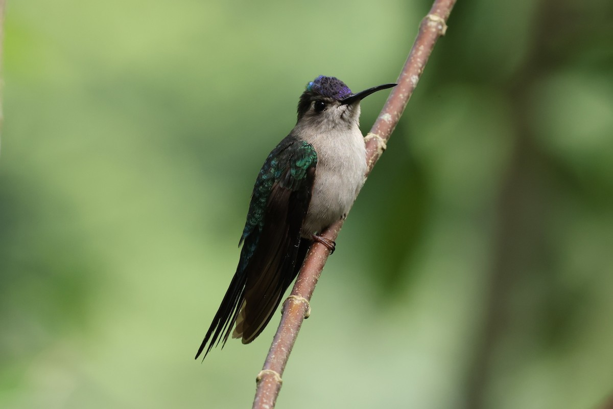 Wedge-tailed Sabrewing (Wedge-tailed) - ML649841685