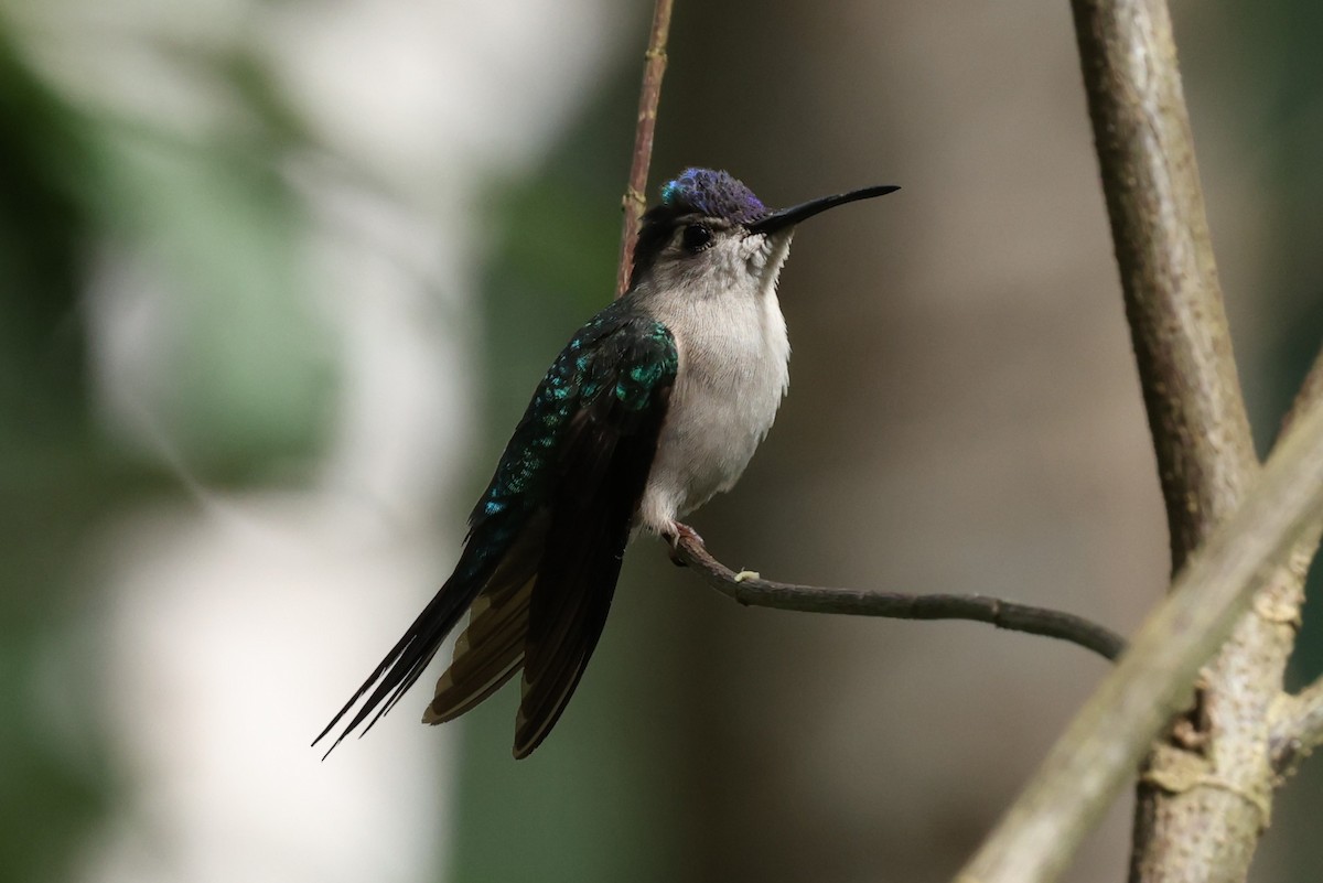 Wedge-tailed Sabrewing (Wedge-tailed) - ML649841686