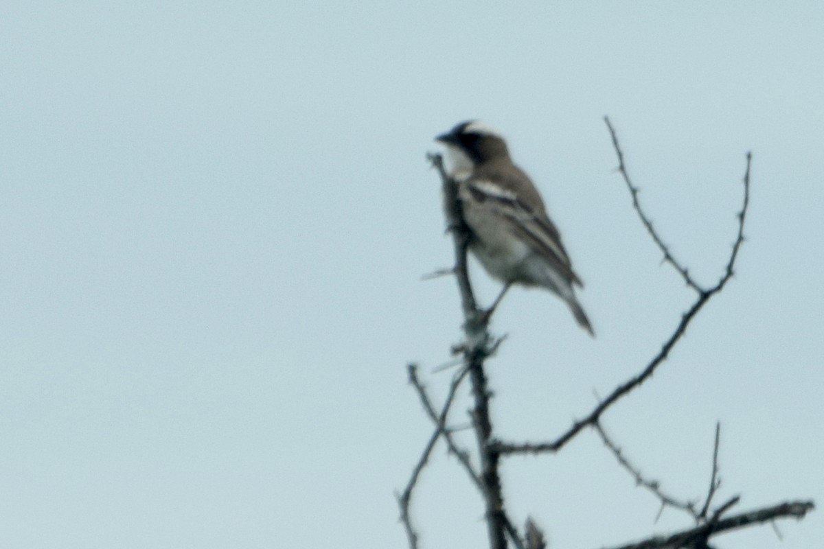 White-browed Sparrow-Weaver (White-breasted) - ML649841763