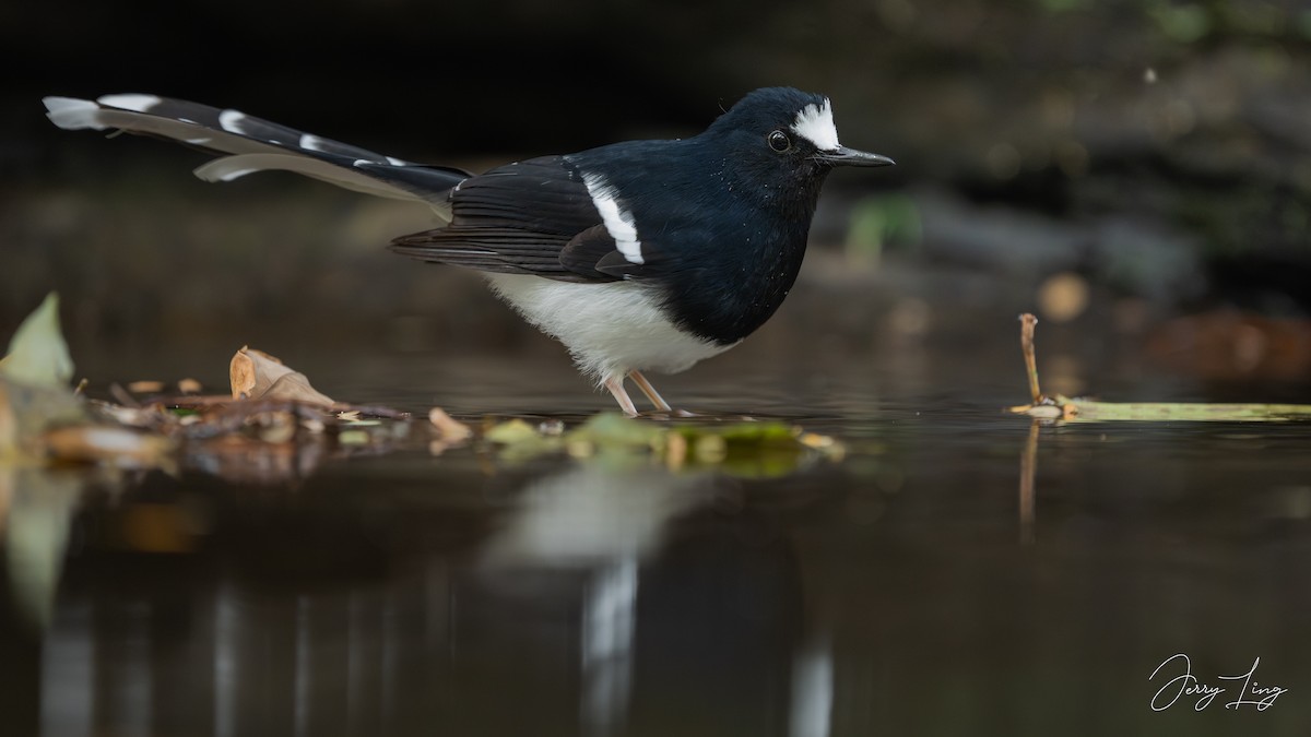 White-crowned Forktail - ML649842071