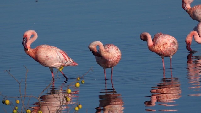 Küçük Flamingo - ML649842364