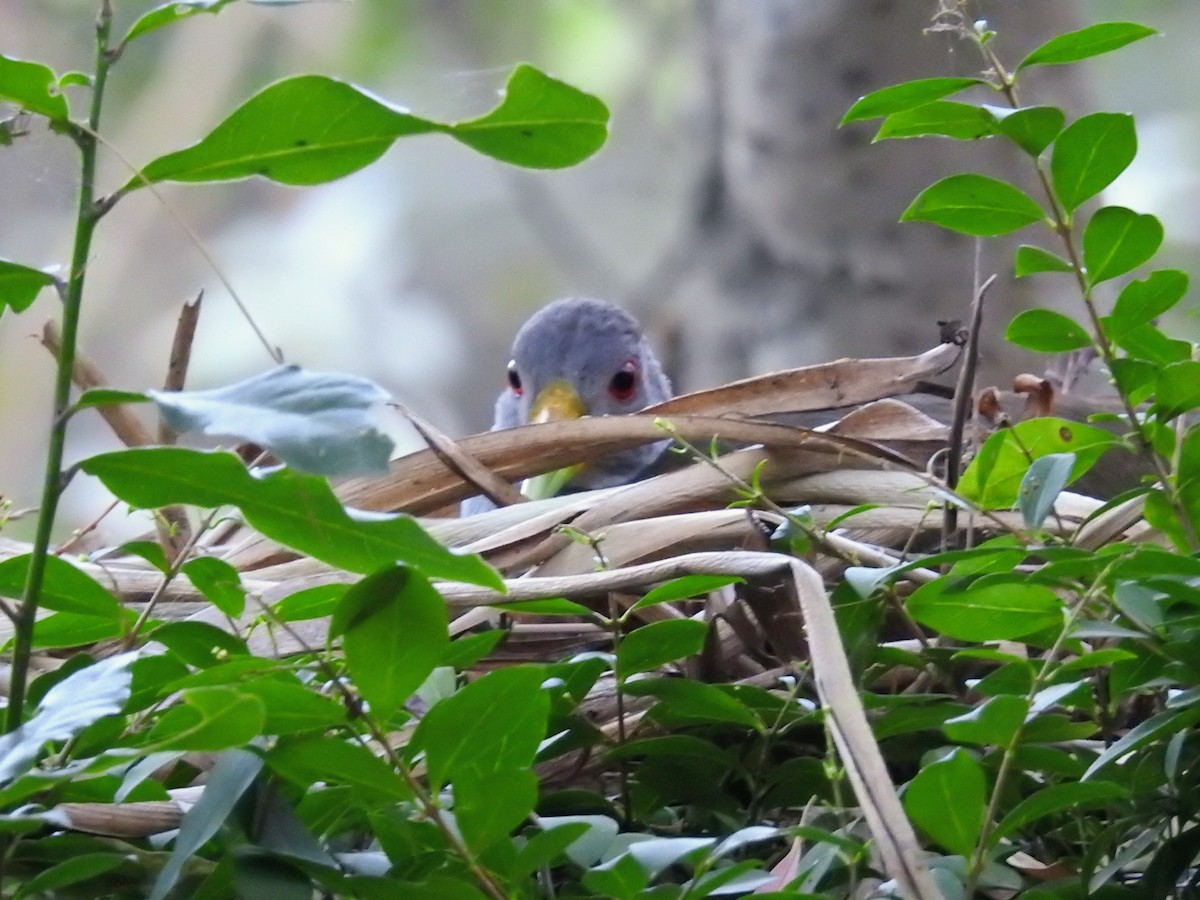 Gray-cowled Wood-Rail - ML649844290