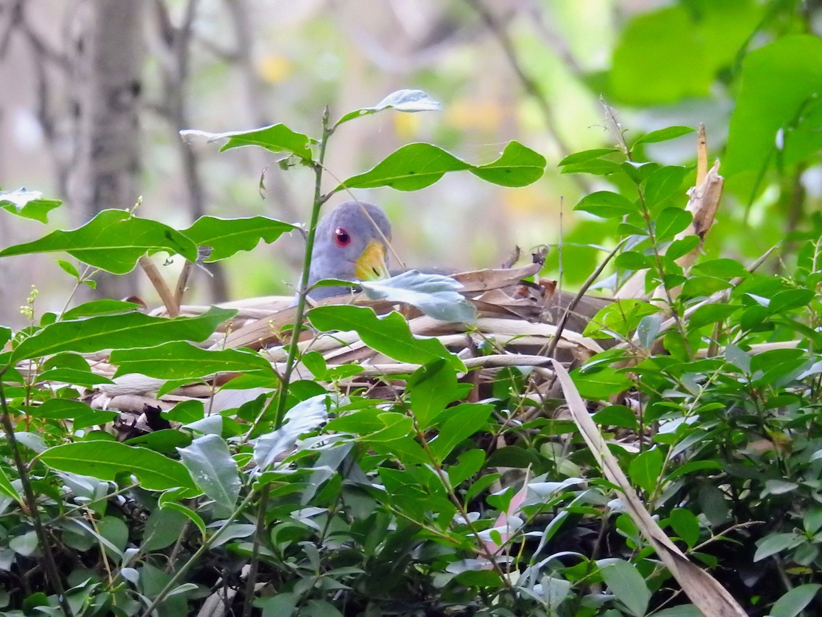 Gray-cowled Wood-Rail - ML649844291