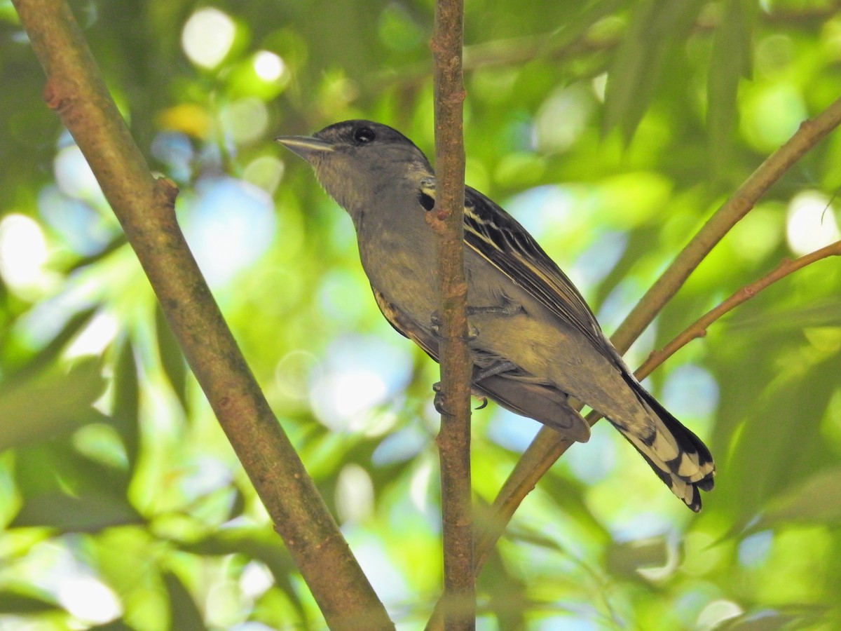 White-winged Becard - ML649844385