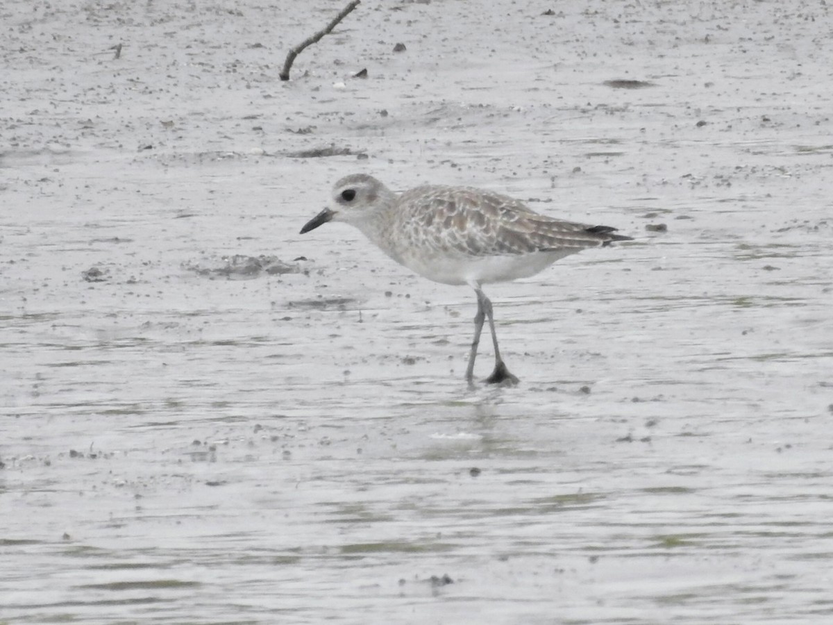 Black-bellied Plover - ML649844447