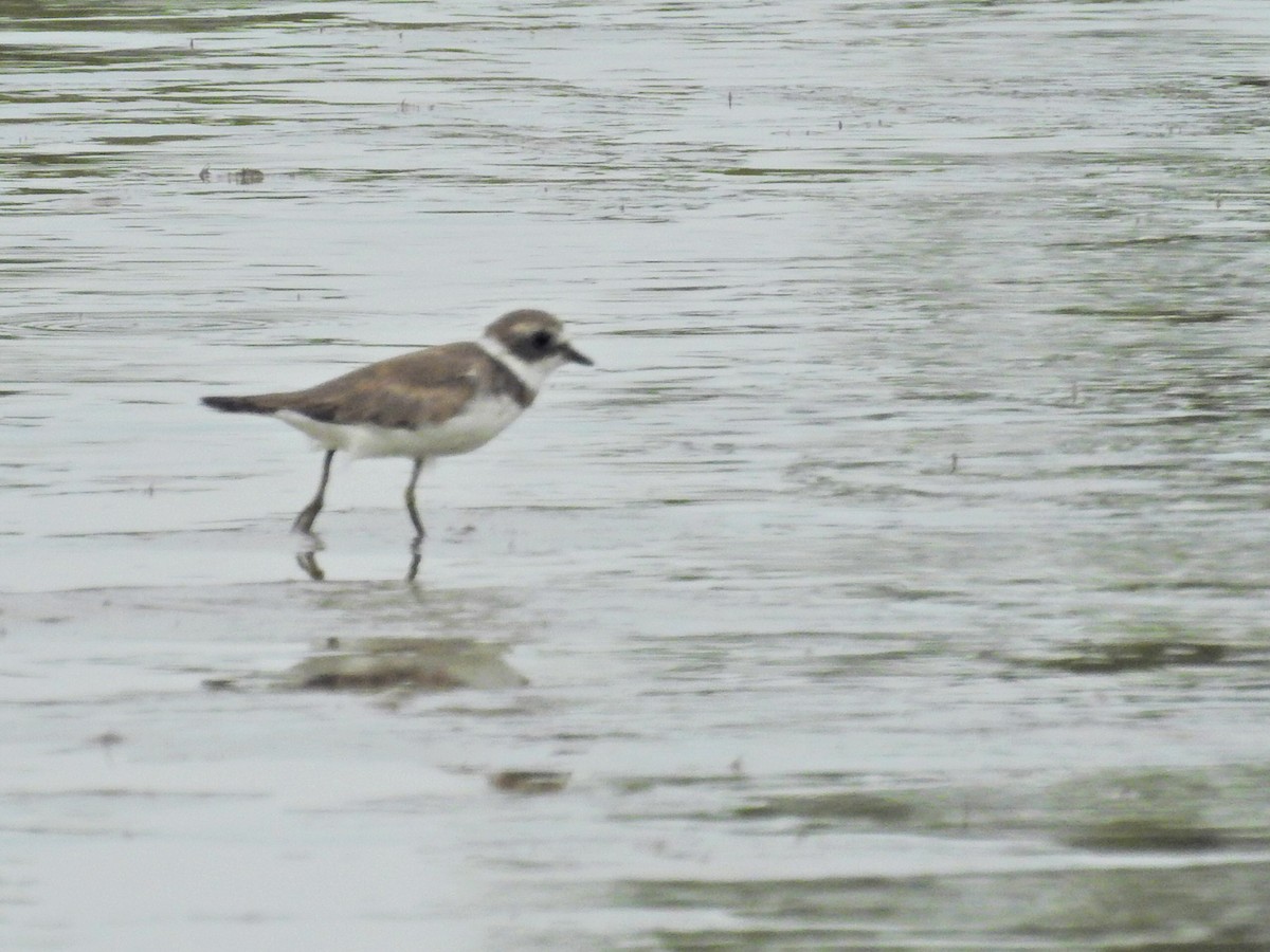 Semipalmated Plover - ML649844455