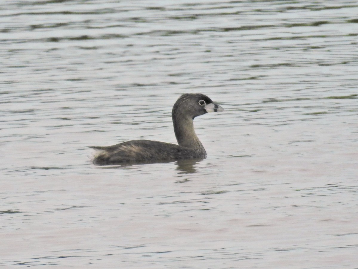 Pied-billed Grebe - ML649844465