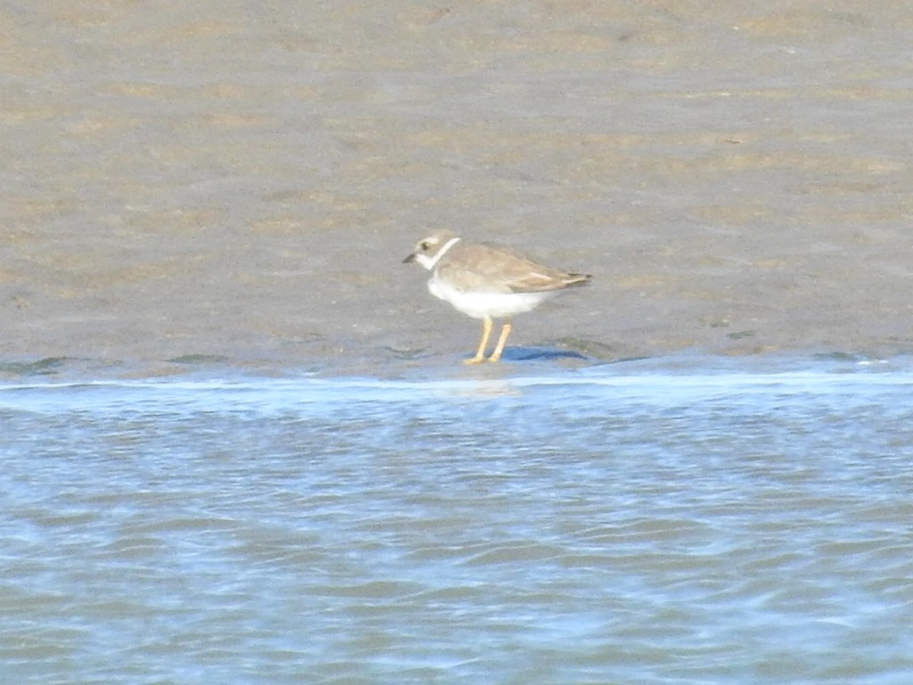 Semipalmated Plover - ML649844534