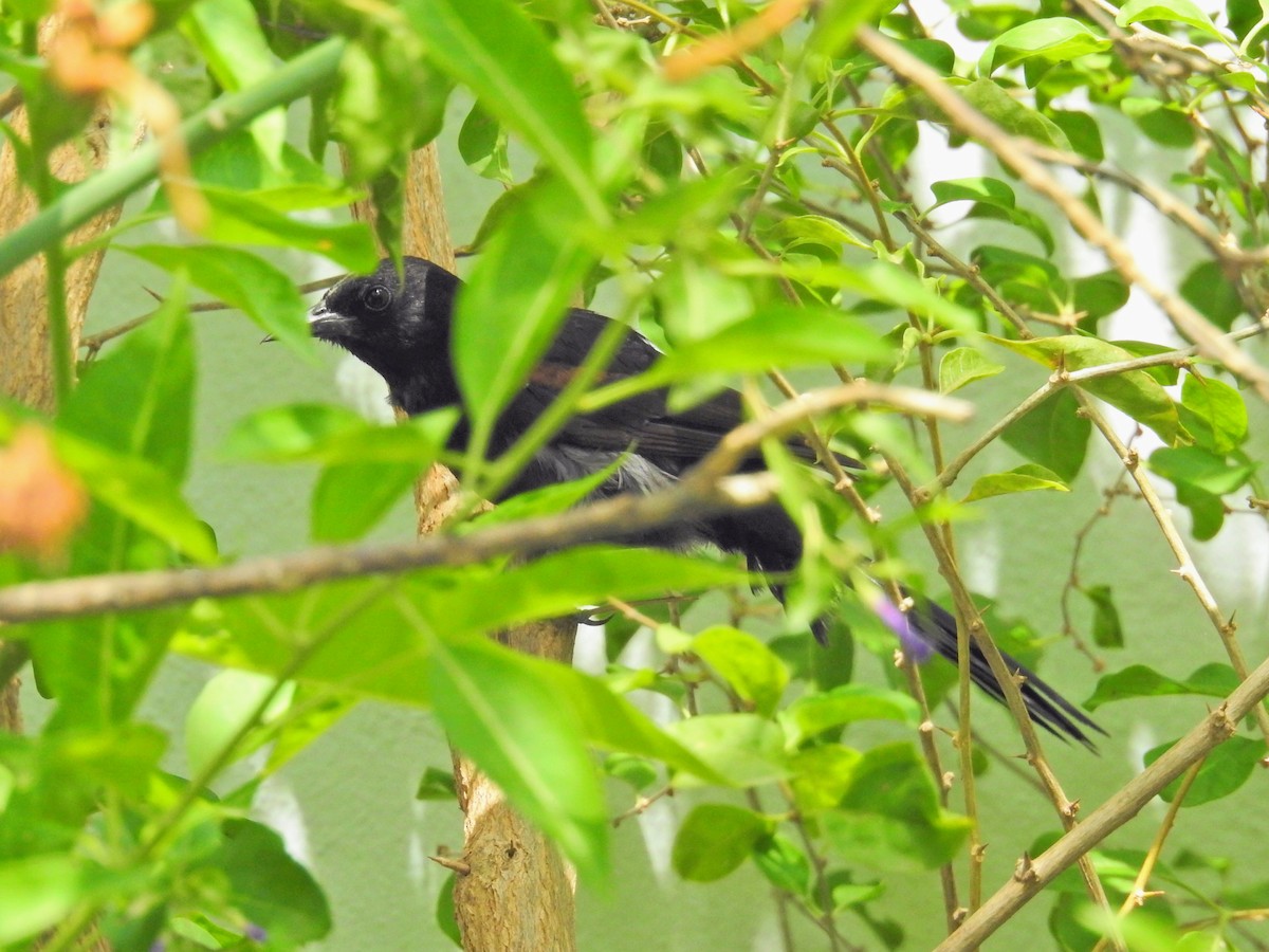 Variable Oriole - ML649844634