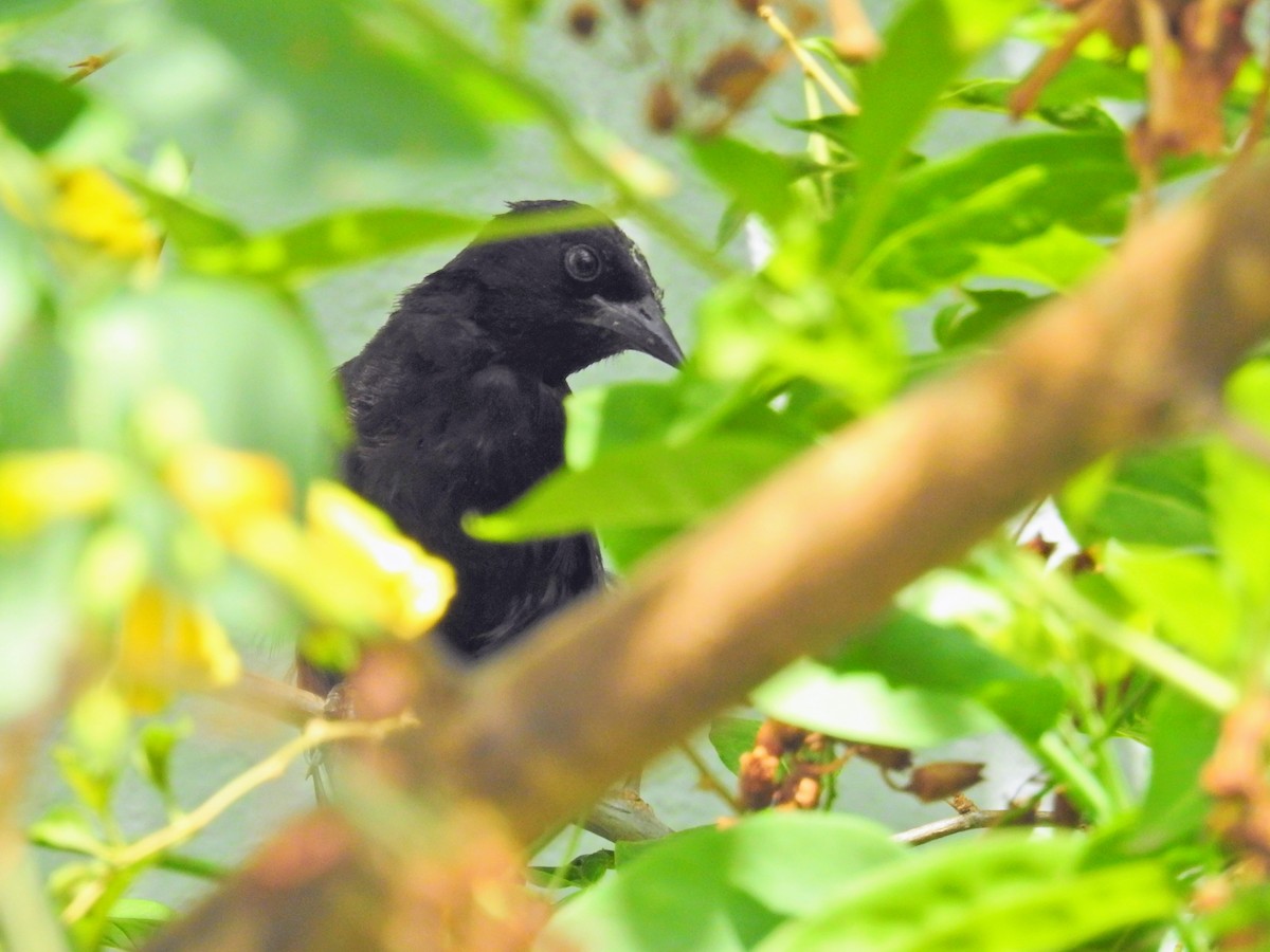 Variable Oriole - ML649844635