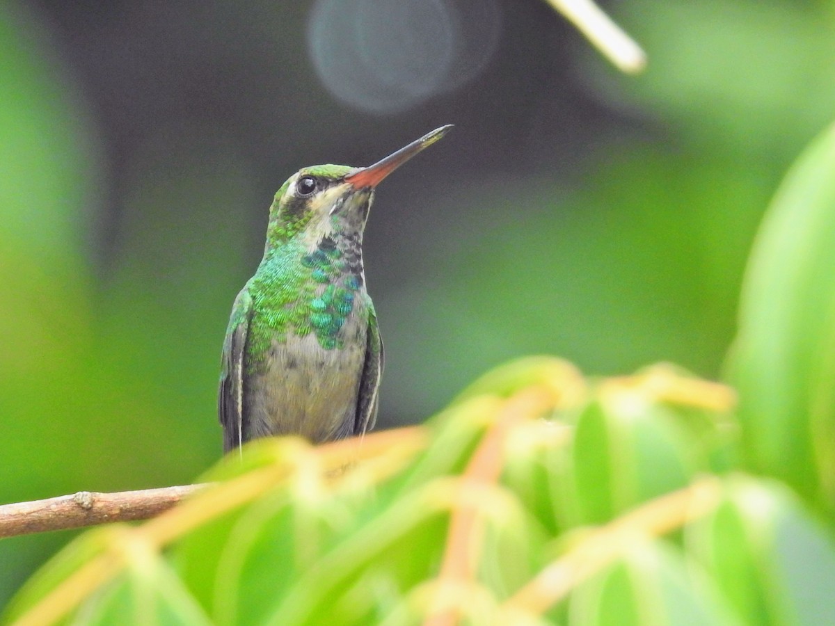 Glittering-bellied Emerald - ML649844651
