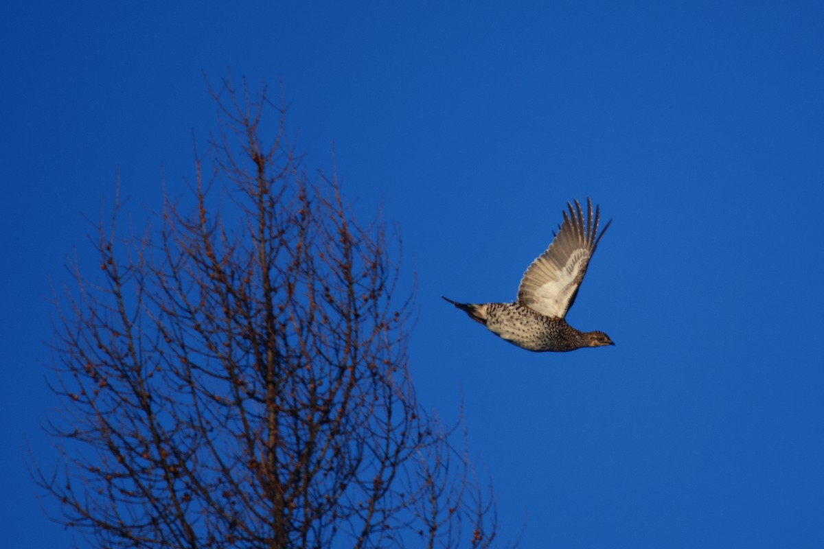 ホソオライチョウ - ML649844975