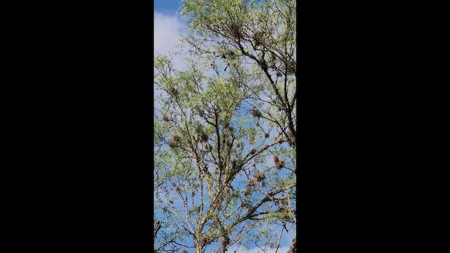 White-naped Xenopsaris - ML649844994