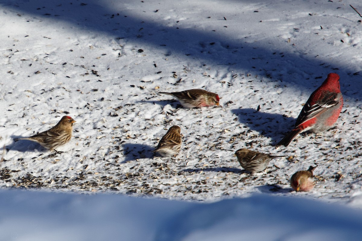 ベニヒワ（亜種 ベニヒワ rostrata/islandica） - ML649845065