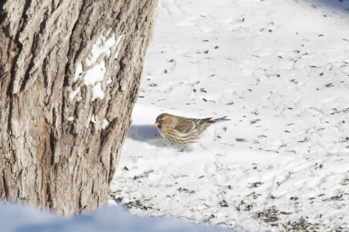ベニヒワ（亜種 ベニヒワ rostrata/islandica） - ML649845093