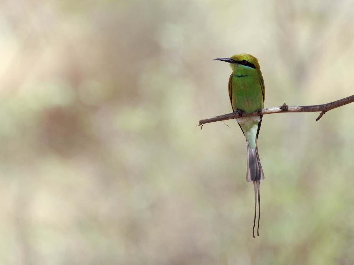 African Green Bee-eater - ML649845128