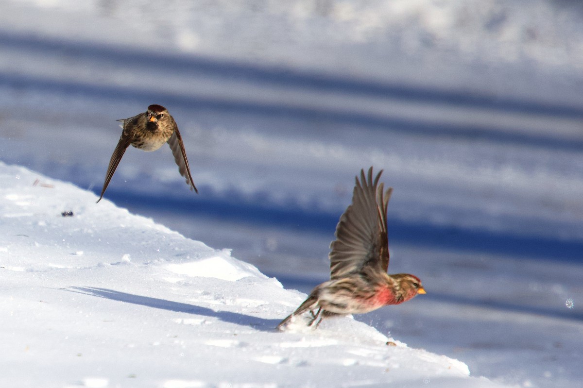 ベニヒワ（亜種 ベニヒワ rostrata/islandica） - ML649845182
