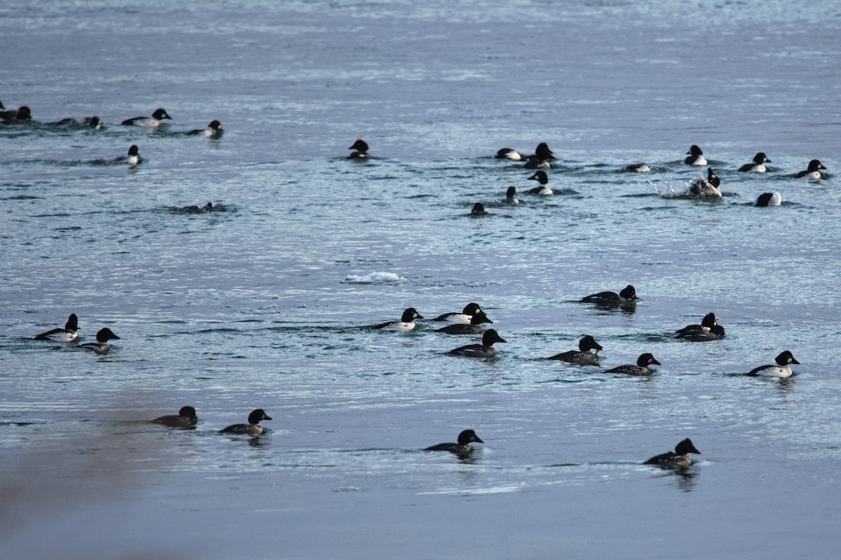 ホオジロガモ - ML649845286