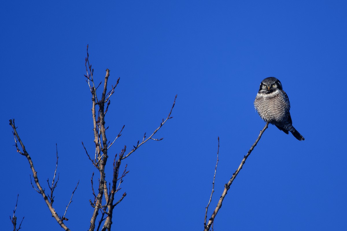 オナガフクロウ - ML649845327