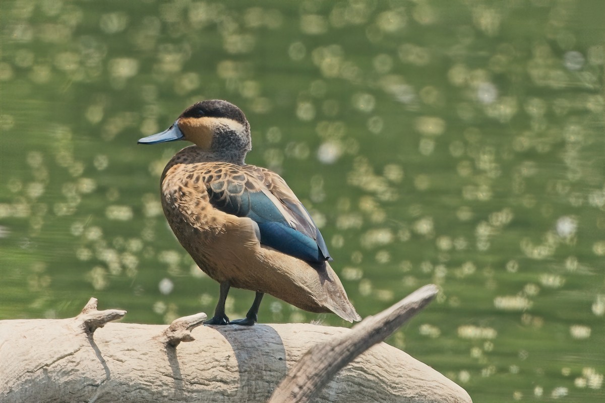 Blue-billed Teal - ML649846562
