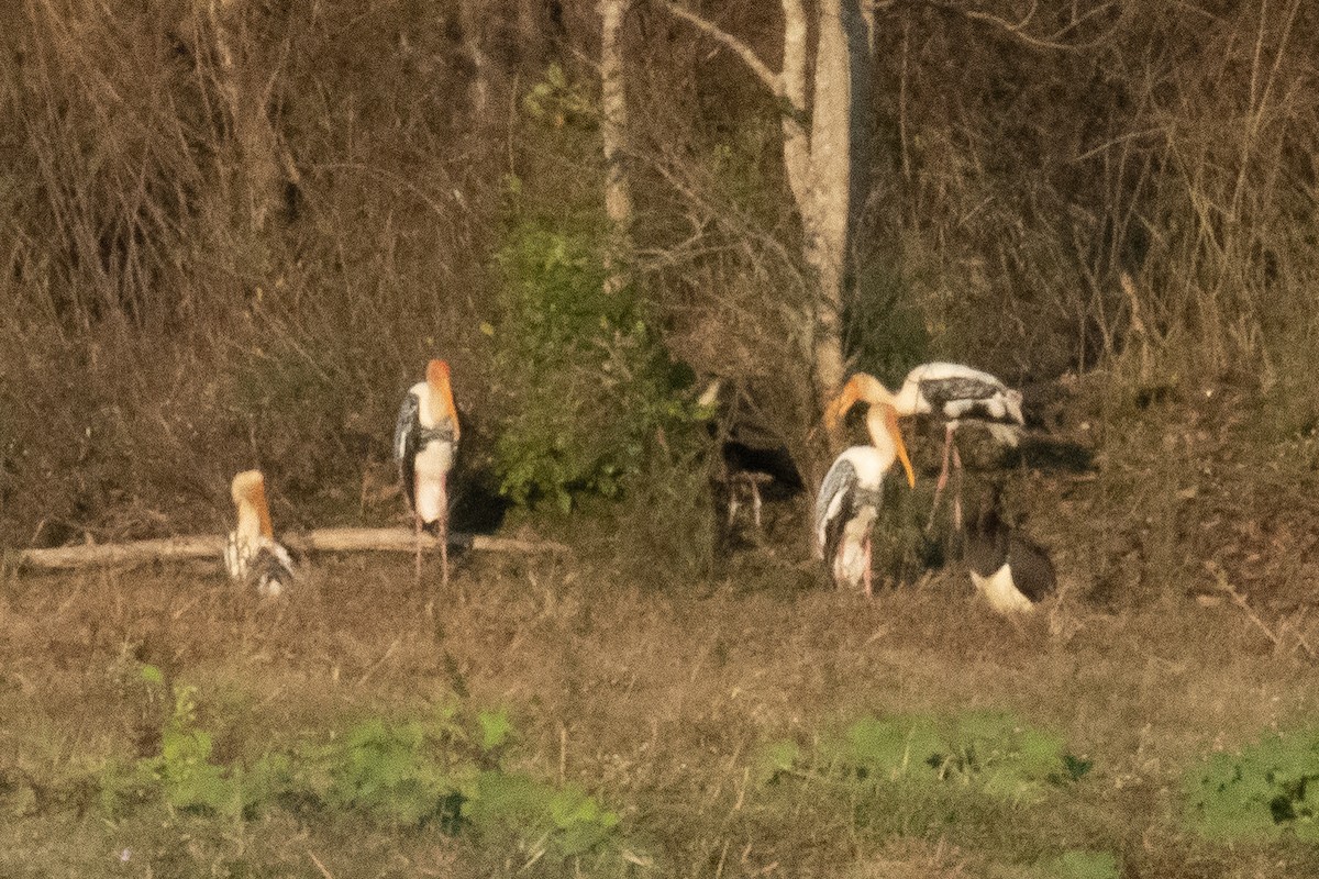 Black Stork - ML649846629