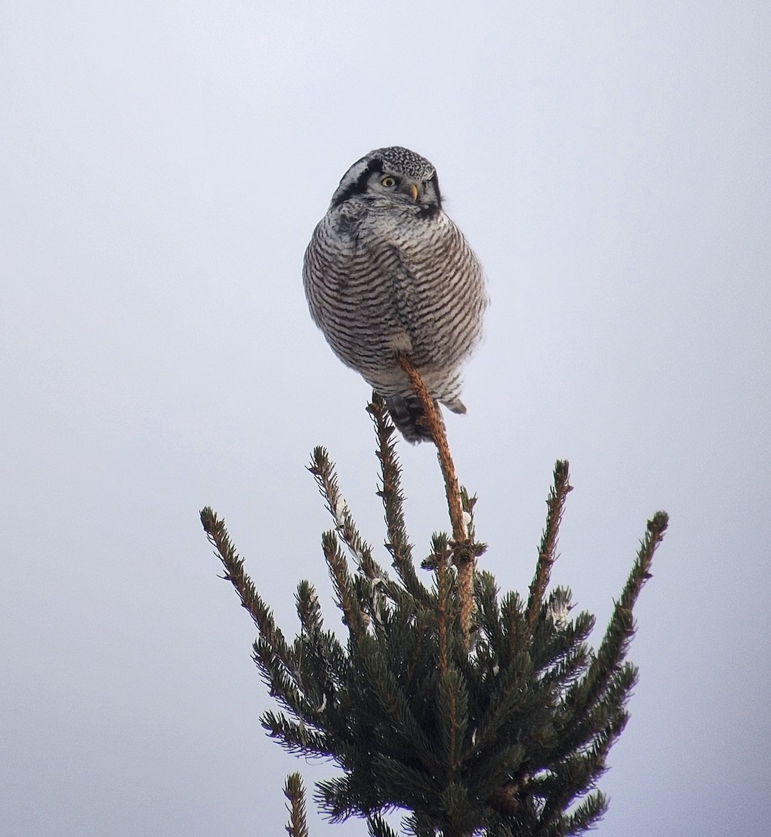 Northern Hawk Owl - ML649846839