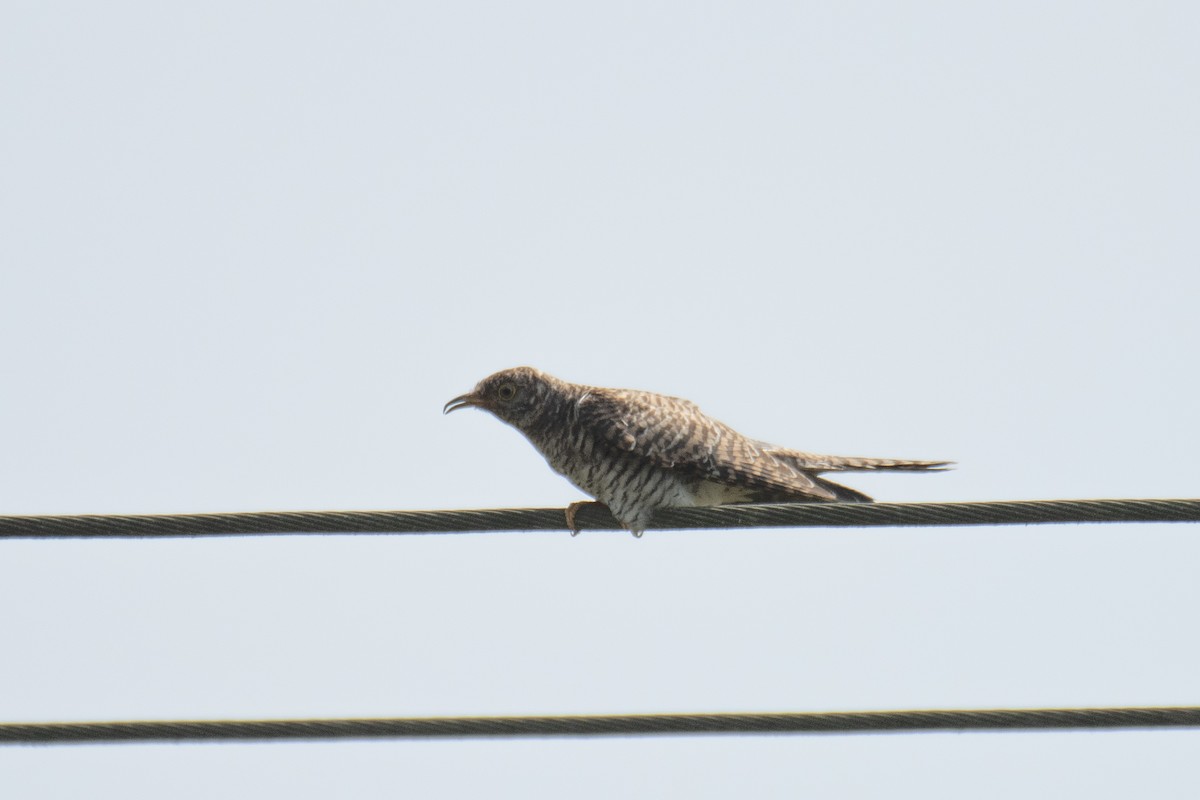 Common Cuckoo - ML649847074