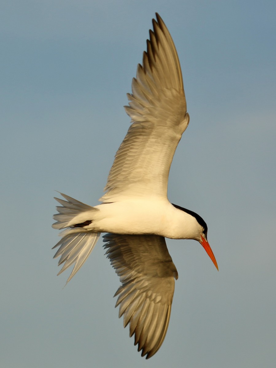 Elegant Tern - ML64984721