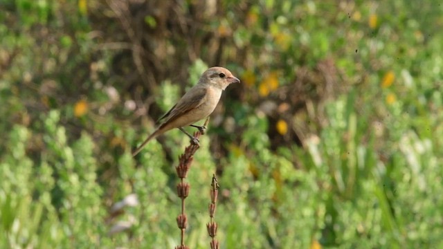 Isabelline Shrike - ML649847314