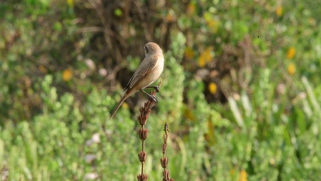 Isabelline Shrike - ML649847318