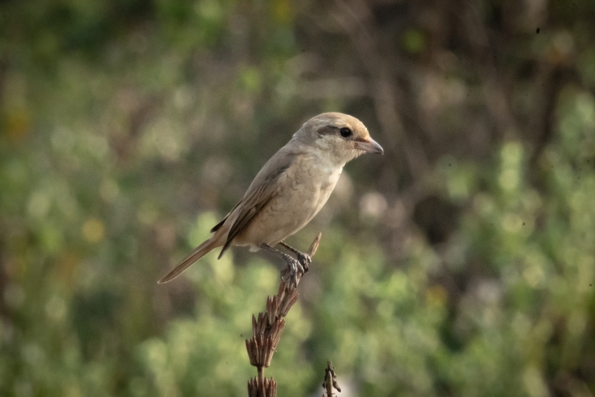 Isabelline Shrike - ML649847319