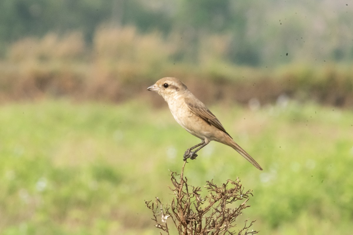 Isabelline Shrike - ML649847320