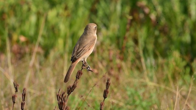 Isabelline Shrike - ML649847321
