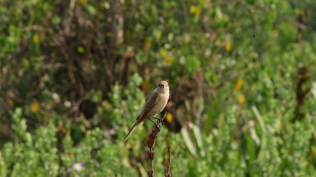 Isabelline Shrike - ML649847862
