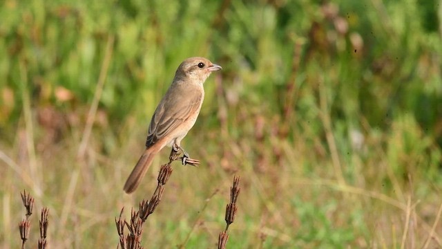 Isabelline Shrike - ML649847863
