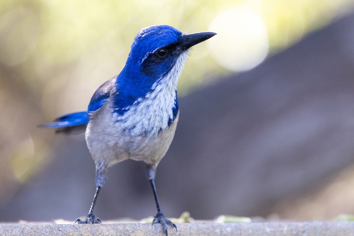 Island Scrub-Jay - ML649847914