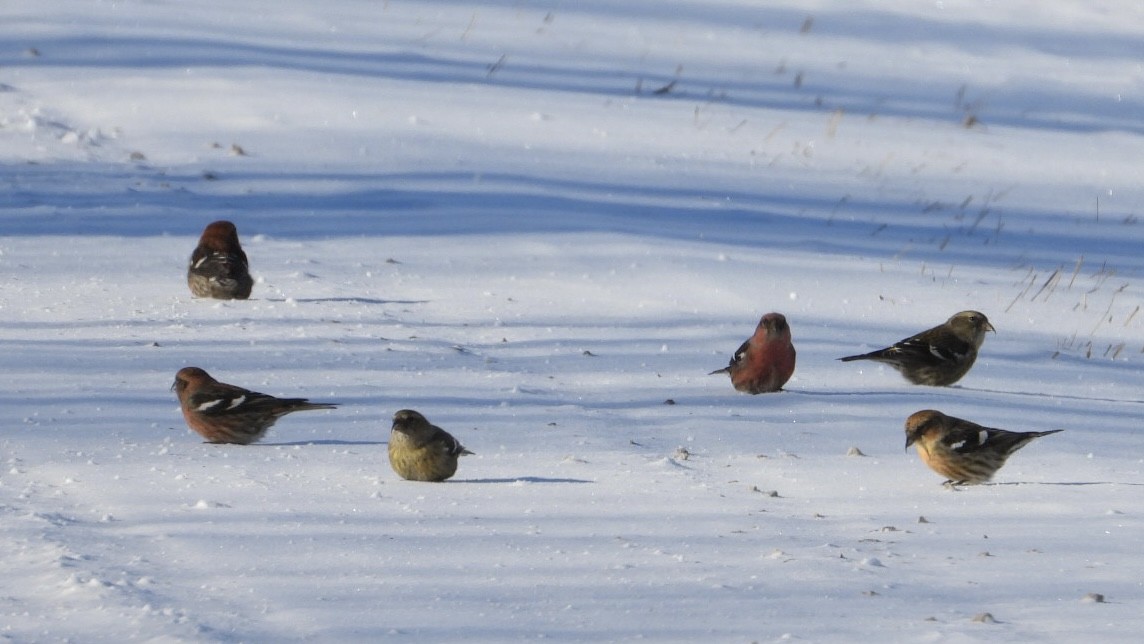 White-winged Crossbill - ML649848021
