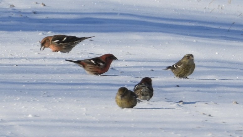 White-winged Crossbill - ML649848022