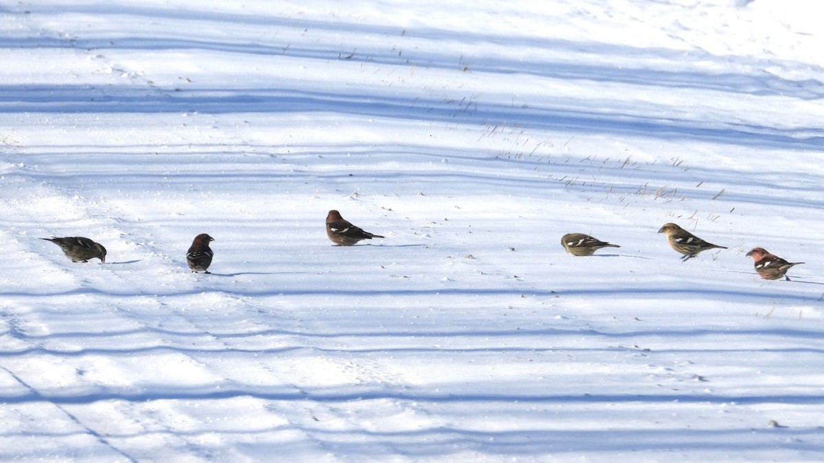 White-winged Crossbill - ML649848023