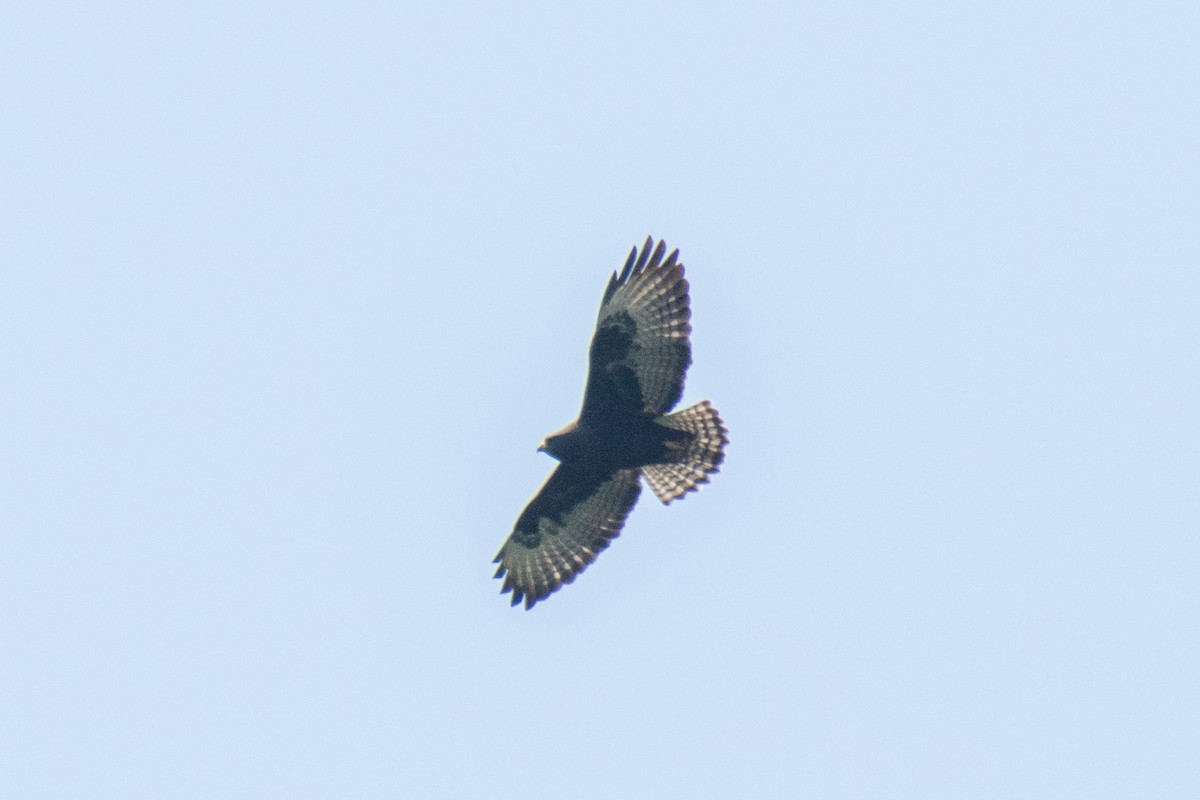 Short-tailed Hawk - ML64984831