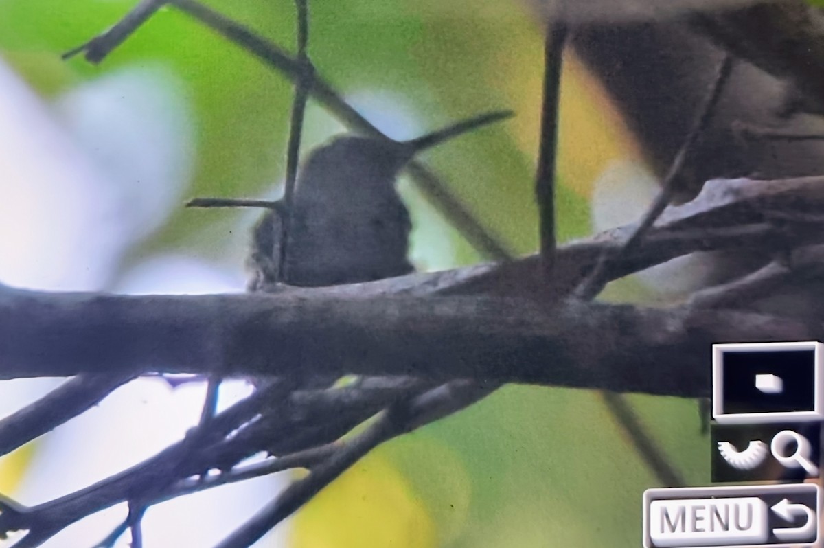 White-vented Plumeleteer (White-vented) - ML649848552