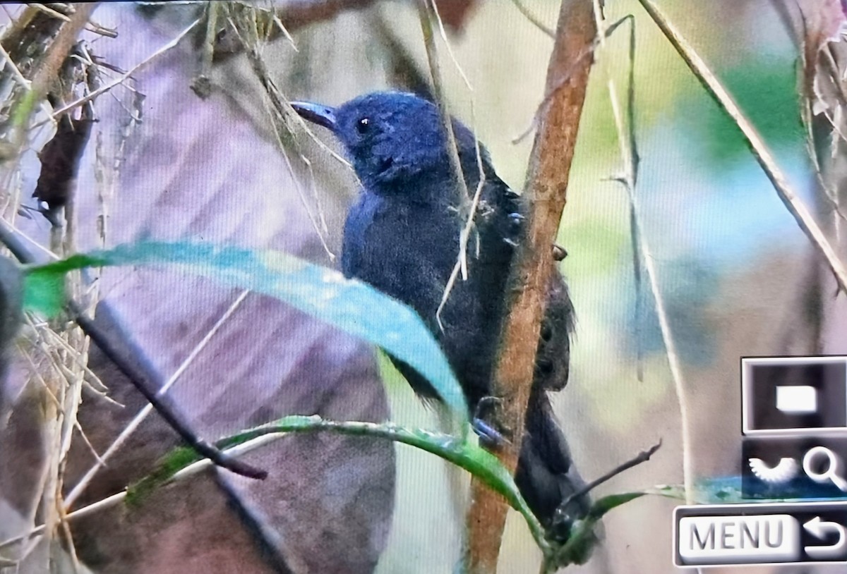 Dusky Antbird - ML649848562