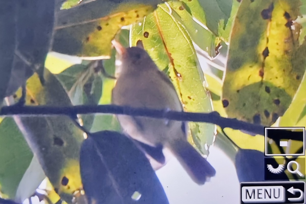 Golden-fronted Greenlet - ML649848565