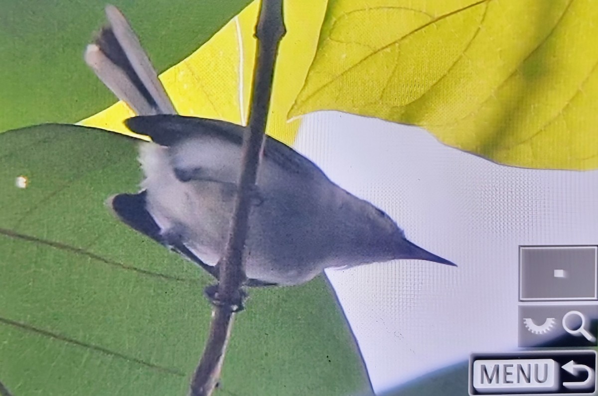 White-browed Gnatcatcher - ML649848568